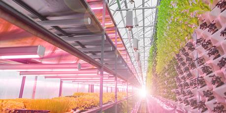 vertical farming, food industry, controlled environment agriculture, food & beverage, agriculture