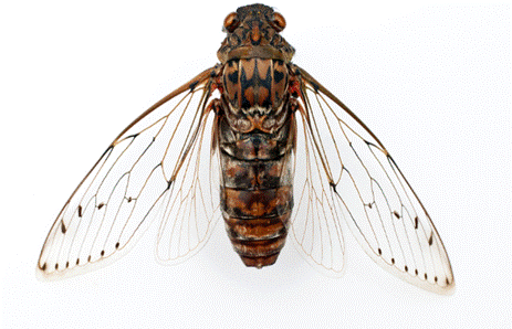 DX, Digital transformation, Cicada