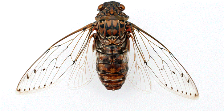 DX, Digital transformation, Cicada